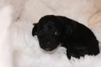 Orange Female Cavapoo/poodle, a female Cavapoo and Poodle - Miniature  for sale in Hermiston, OR – Photo 1 of 3