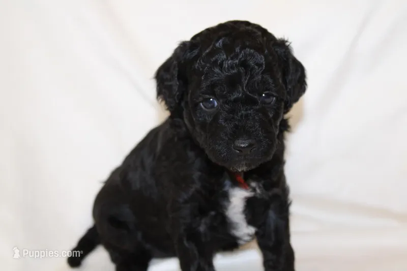 Orange Female Cavapoo/poodle