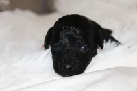 Orange Female Cavapoo/poodle, a female Cavapoo and Poodle - Miniature  for sale in Hermiston, OR – Photo 3 of 3