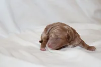 Light blue Cavapoo/Poodle, a male Cavapoo and Poodle - Miniature  for sale in Hermiston, OR – Photo 3 of 7