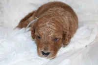 Light blue Cavapoo/Poodle, a male Cavapoo and Poodle - Miniature  for sale in Hermiston, OR – Photo 4 of 7