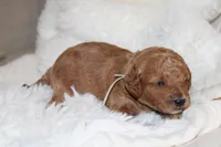 Light blue Cavapoo/Poodle, a male Cavapoo and Poodle - Miniature  for sale in Hermiston, OR – Photo 6 of 7