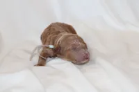 Light blue Cavapoo/Poodle, a male Cavapoo and Poodle - Miniature  for sale in Hermiston, OR – Photo 1 of 7