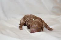 Light blue Cavapoo/Poodle, a male Cavapoo and Poodle - Miniature  for sale in Hermiston, OR – Photo 2 of 7