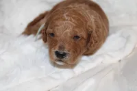 Light blue Cavapoo/Poodle, a male Cavapoo and Poodle - Miniature  for sale in Hermiston, OR – Photo 5 of 7