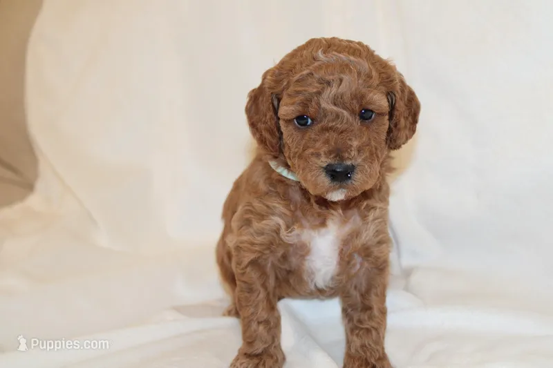 Light blue Cavapoo/Poodle