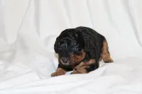 Purple Female Cavapoo/poodle, a female Cavapoo and Poodle - Miniature  for sale in Hermiston, OR – Photo 5 of 5