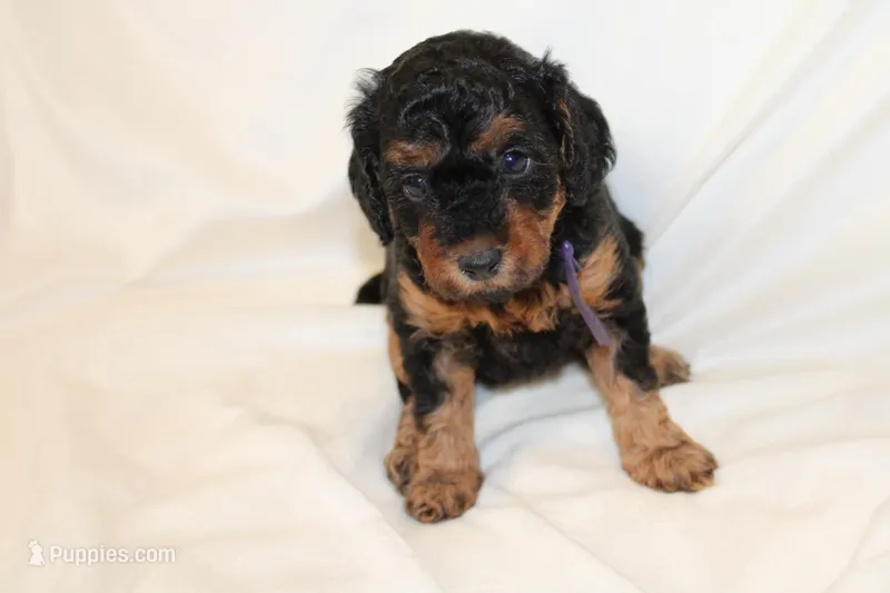 Purple Female Cavapoo/poodle