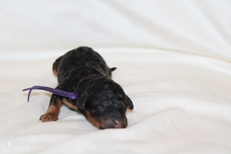 Purple Female Cavapoo/poodle