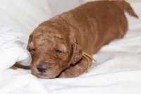 Yellow Female Cavapoo, a female Cavapoo for sale in Hermiston, OR – Photo 2 of 3