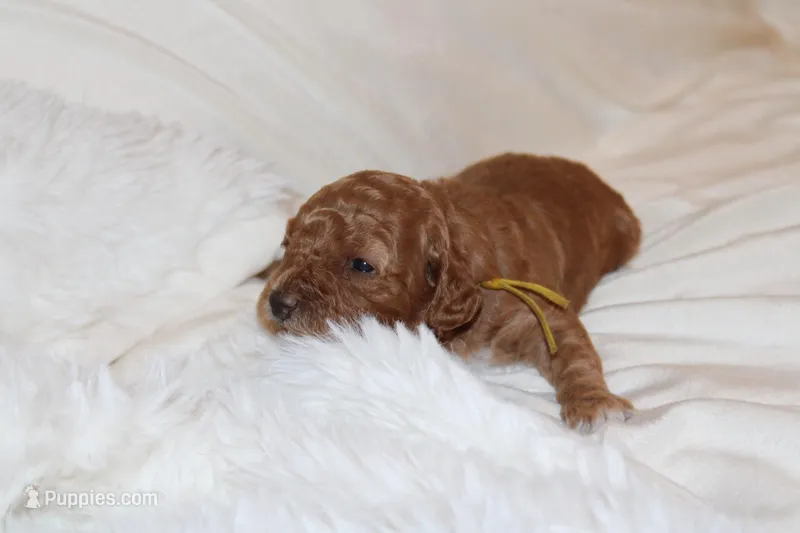 Yellow Female Cavapoo