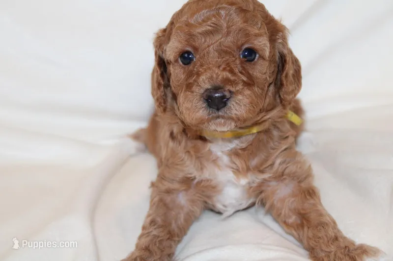 Yellow Female Cavapoo