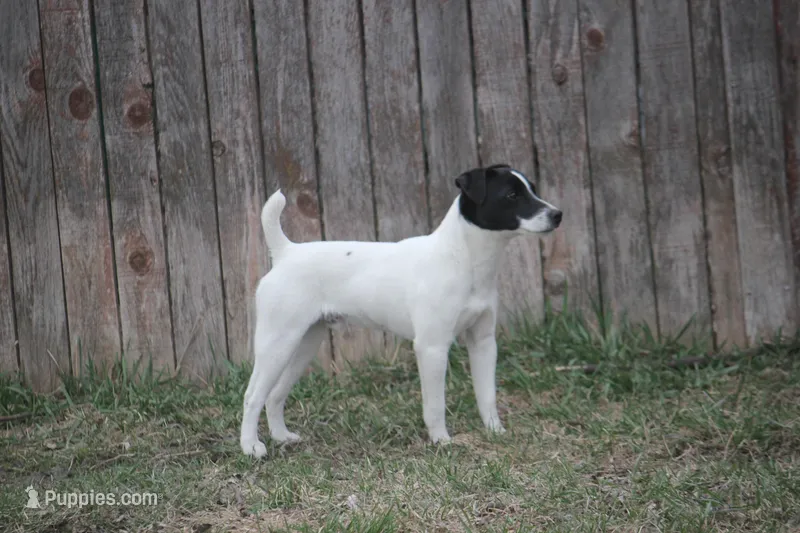 Woodford – Jack Russell Terrier puppy for sale in Raymond, MN