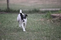 Woodford, a male Jack Russell Terrier for sale in Raymond, MN – Photo 3 of 10