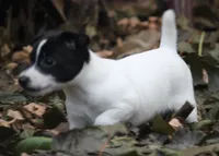 Woodford, a male Jack Russell Terrier for sale in Raymond, MN – Photo 10 of 10