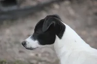 Woodford, a male Jack Russell Terrier for sale in Raymond, MN – Photo 2 of 10