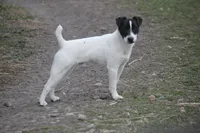 Woodford, a male Jack Russell Terrier for sale in Raymond, MN – Photo 5 of 10