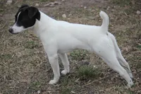 Woodford, a male Jack Russell Terrier for sale in Raymond, MN – Photo 4 of 10