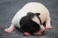 Woodford, a male Jack Russell Terrier for sale in Raymond, MN – Photo 8 of 10