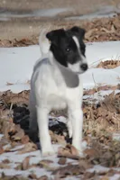 Woodford, a male Jack Russell Terrier for sale in Raymond, MN – Photo 2 of 10