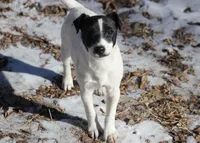 Woodford, a male Jack Russell Terrier for sale in Raymond, MN – Photo 5 of 10