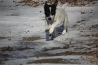 Woodford, a male Jack Russell Terrier for sale in Raymond, MN – Photo 6 of 10