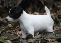 Woodford, a male Jack Russell Terrier for sale in Raymond, MN – Photo 7 of 10