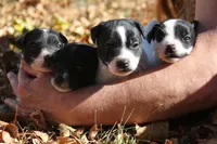 Woodford, a male Jack Russell Terrier for sale in Raymond, MN – Photo 10 of 10