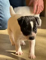 Woodford, a male Jack Russell Terrier for sale in Raymond, MN – Photo 9 of 10