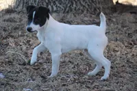 Woodford, a male Jack Russell Terrier for sale in Raymond, MN – Photo 1 of 10