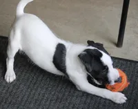 Javan, a male Jack Russell Terrier for sale in Raymond, MN – Photo 2 of 7