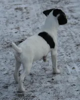 Javan, a male Jack Russell Terrier for sale in Raymond, MN – Photo 5 of 7