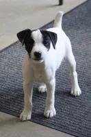 Javan, a male Jack Russell Terrier for sale in Raymond, MN – Photo 6 of 7