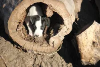 Javan, a male Jack Russell Terrier for sale in Raymond, MN – Photo 4 of 7