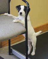 Javan, a male Jack Russell Terrier for sale in Raymond, MN – Photo 3 of 7