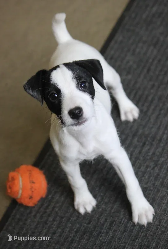 Javan, a male Jack Russell Terrier for sale in Raymond, MN – Photo 1 of 7