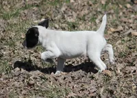 Iden Rye Dill, a female Jack Russell Terrier for sale in Raymond, MN – 5 of 10
