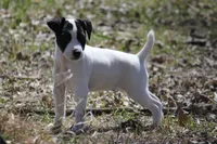 Iden Rye Dill, a female Jack Russell Terrier for sale in Raymond, MN – 3 of 10