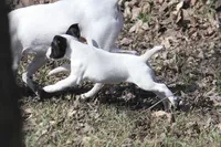 Iden Rye Dill, a female Jack Russell Terrier for sale in Raymond, MN – 8 of 10