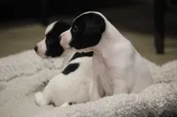 Iden Rye Dill, a female Jack Russell Terrier for sale in Raymond, MN – Photo 4 of 10