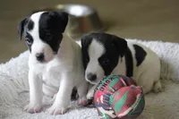 Iden Rye Dill, a female Jack Russell Terrier for sale in Raymond, MN – Photo 7 of 10