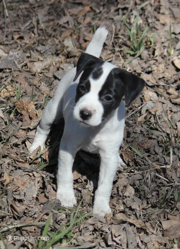 Iden Rye Dill – Jack Russell Terrier puppy for sale in Raymond, MN