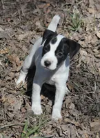 Iden Rye Dill, a female Jack Russell Terrier for sale in Raymond, MN – 1 of 10