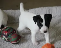 Iden Rye Dill, a female Jack Russell Terrier for sale in Raymond, MN – Photo 9 of 10