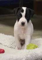 Iden Rye Dill, a female Jack Russell Terrier for sale in Raymond, MN – Photo 10 of 10