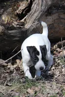Iden Rye Dill, a female Jack Russell Terrier for sale in Raymond, MN – 2 of 10