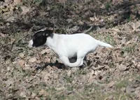 Iden Rye Dill, a female Jack Russell Terrier for sale in Raymond, MN – 6 of 10