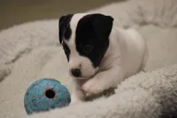 Iden Rye Dill, a female Jack Russell Terrier for sale in Raymond, MN – Photo 2 of 10