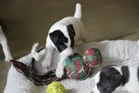 Iden Rye Dill, a female Jack Russell Terrier for sale in Raymond, MN – Photo 8 of 10