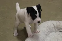 Iden Rye Dill, a female Jack Russell Terrier for sale in Raymond, MN – Photo 3 of 10